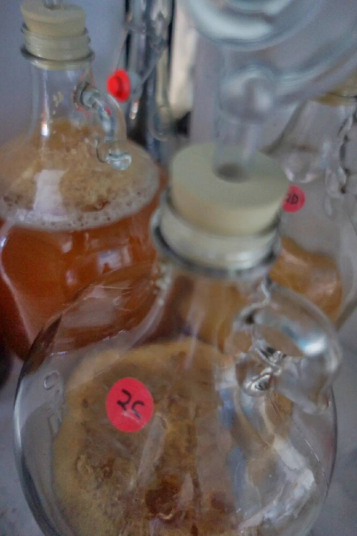 Cider